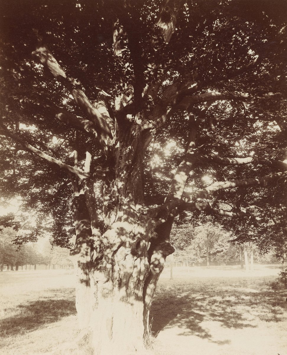 Photographie ancienne : un grand platane aux branches étalées dans une allée de parc