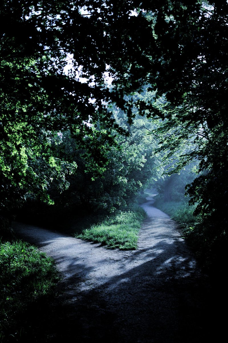 Chemin qui se sépare en deux sous une voûte d'arbres sombres