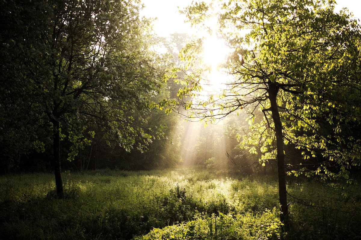 Lumière du matin à travers les arbres d'un sous-bois herbeux