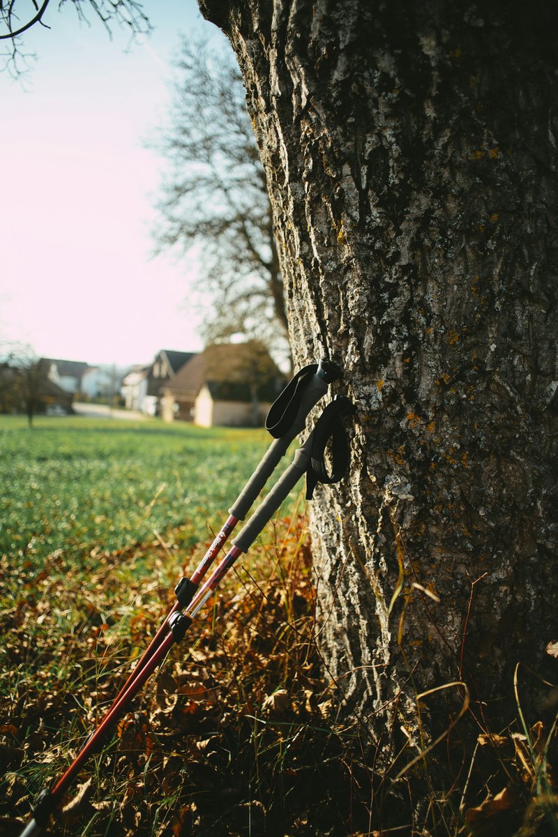 Deux bâtons de marche nordique appuyés contre un tronc d'arbre