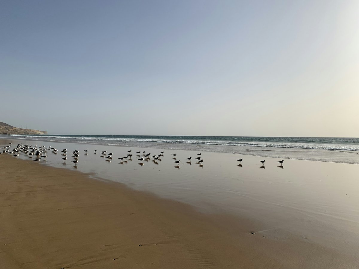 Grande plage d'Agadir à marée basse, des oiseaux posés sur le sable